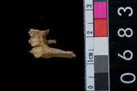 藏品(山羌左下第4乳前臼齒)的圖片