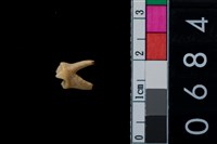 藏品(狗牙)的圖片