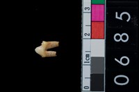 藏品(狗牙)的圖片