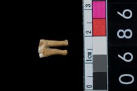 藏品(山羌左下第三前臼齒)的圖片