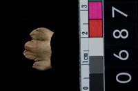 藏品(山豬前臼齒)的圖片