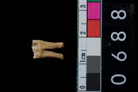 藏品(山羌前臼齒)的圖片