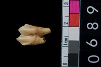 藏品(山羌前臼齒)的圖片