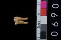 藏品(山羌右下第三前臼齒)的圖片