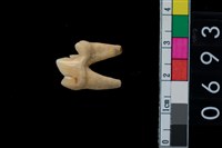 藏品(狗牙)的圖片