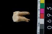 藏品(山豬左上第3前臼齒)的圖片