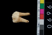 藏品(山豬左上第4前臼齒)的圖片