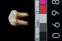 藏品(山豬左上第2前臼齒)的圖片