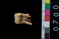 藏品(山豬右上第4前臼齒)的圖片