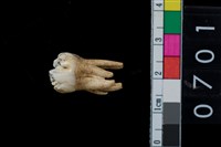 藏品(山豬右上第4前臼齒)的圖片