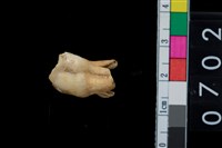 藏品(鹿齒)的圖片