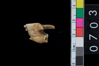 藏品(鹿齒)的圖片