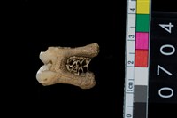 藏品(鹿齒)的圖片