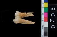 藏品(山豬左下第1大臼齒)的圖片