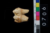 藏品(山豬左下第2大臼齒)的圖片