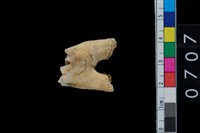 藏品(鹿齒)的圖片