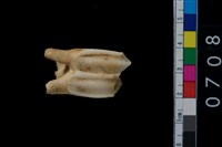 藏品(鹿齒)的圖片