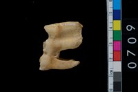 藏品(鹿齒)的圖片