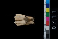 藏品(鹿齒)的圖片