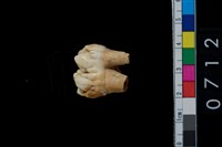 藏品(山豬右上第2大臼齒)的圖片