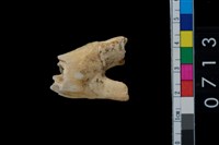 藏品(鹿齒)的圖片