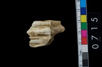 藏品(鹿齒)的圖片