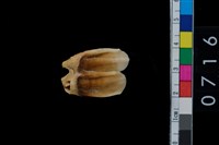 藏品(鹿齒)的圖片