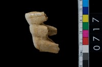 藏品(山豬左上或右下第3大臼齒)的圖片