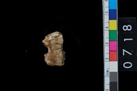 藏品(山豬右上第2大臼齒)的圖片