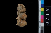 藏品(山豬右下第3大臼齒)的圖片