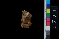 藏品(山豬左下第3大臼齒)的圖片