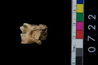 藏品(鹿齒)的圖片