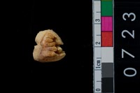 藏品(鹿齒)的圖片