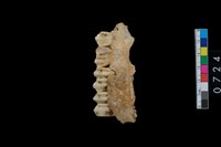 藏品(鹿左上顎骨齒)的圖片