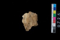 藏品(山豬右上顎骨齒)的圖片