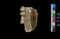 藏品(山豬左下顎骨齒)的圖片