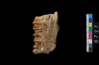 藏品(鹿右下顎骨齒)的圖片