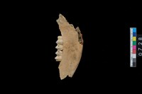 藏品(鹿右下顎骨齒)的圖片