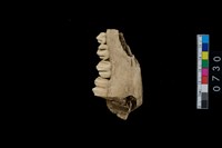 藏品(鹿左下顎骨齒)的圖片