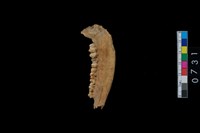 藏品(山羌右下顎骨齒)的圖片