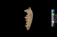 藏品(狗左下顎骨齒)的圖片