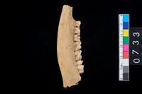 藏品(山羌右下顎骨齒)的圖片