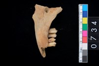 藏品(山羌左下顎骨齒)的圖片