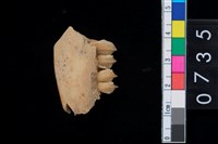 藏品(山羌左下顎骨齒)的圖片