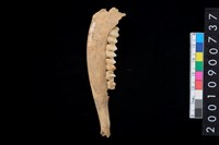 藏品(山羌左下顎骨齒)的圖片