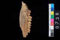 藏品(山羌左下顎骨齒)的圖片