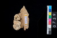 藏品(山豬右上顎骨齒)的圖片