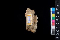 藏品(山豬左上顎骨齒)的圖片