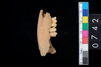 藏品(山羌右下顎骨齒)的圖片