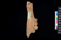 藏品(鹿右下顎骨齒)的圖片